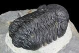 Austerops Trilobite - Ofaten, Morocco #75483-4